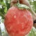 全美2K西瓜🍉小吊瓜小糖丸精品西瓜几十万斤服务至上欢迎