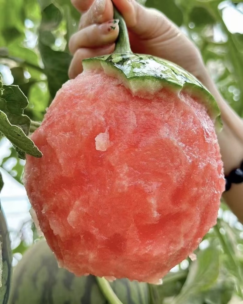 全美2K西瓜🍉小吊瓜小糖丸精品西瓜几十万斤服务至上欢迎