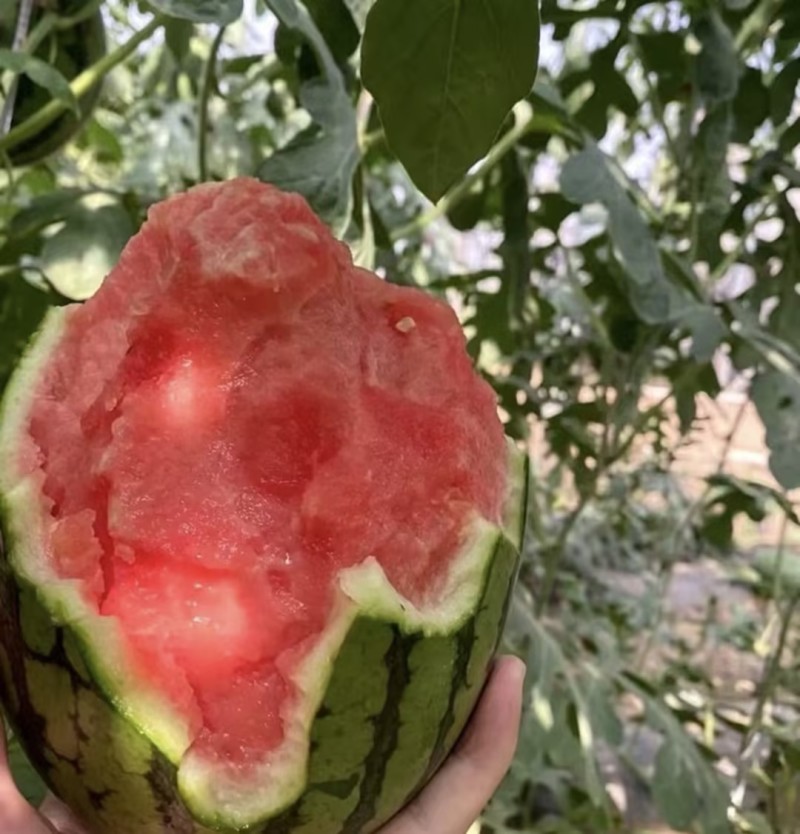 全美2K西瓜🍉小吊瓜小糖丸精品西瓜几十万斤服务至上欢迎