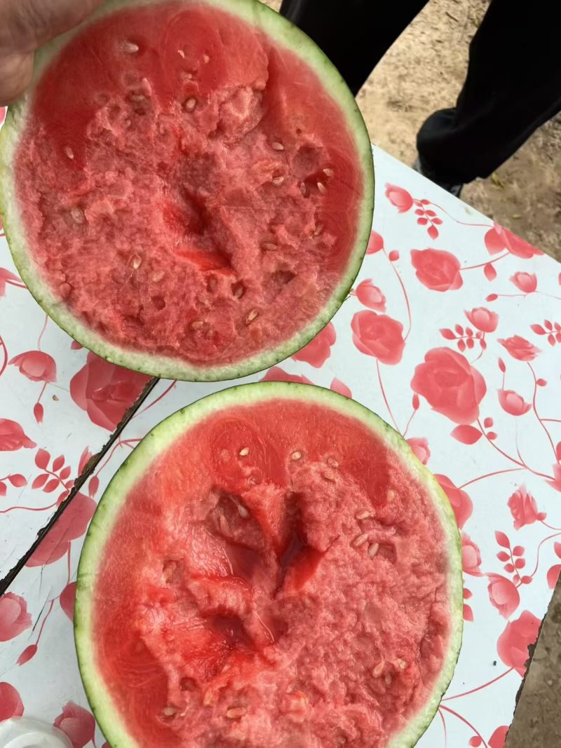 宜昌美都西瓜皮薄肉厚无生瓜水晶瓜加毛毡专业挑瓜工人一条龙服务