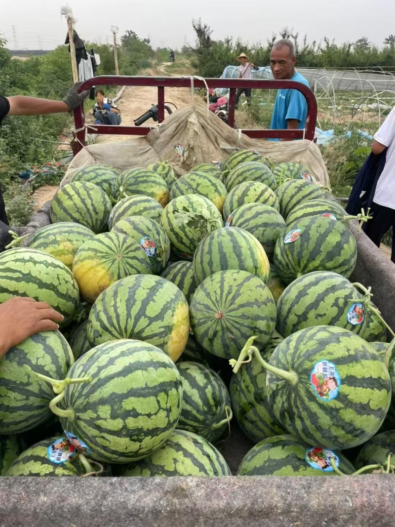 宜昌美都西瓜皮薄肉厚无生瓜水晶瓜加毛毡专业挑瓜工人一条龙服务