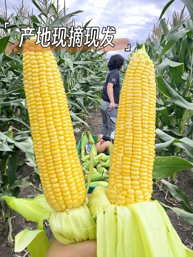 河南水果玉米基地直发对接电商市场商超可视频看货