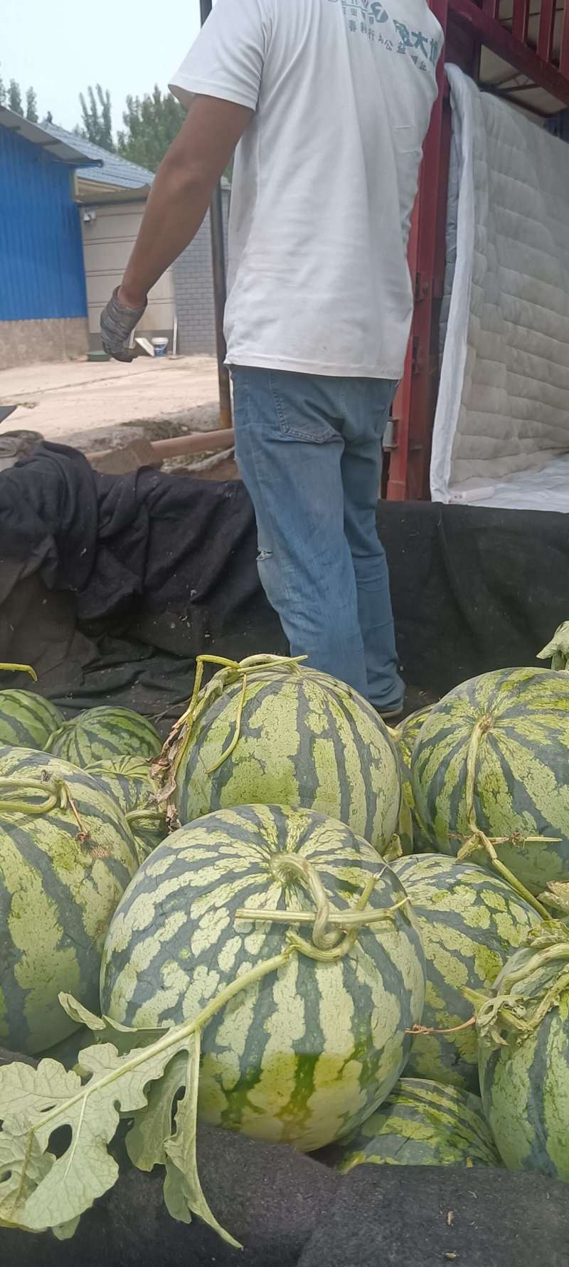 河南西瓜基地一手货源全国发货可视频看货保质量
