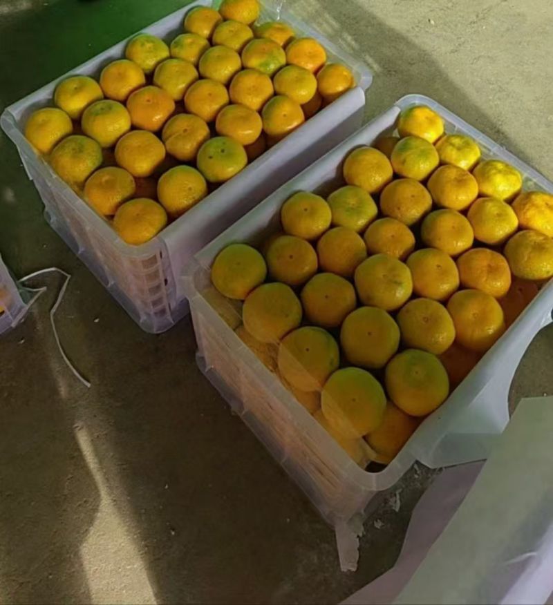 华宁县叶桔自家果园欢迎品尝酸甜可口汁水丰富可打蜡耐运输储存