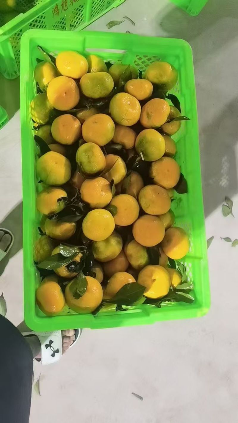 玉溪蜜橘原产地供货一手价格现场挑选满意再装车加工电商商超都可