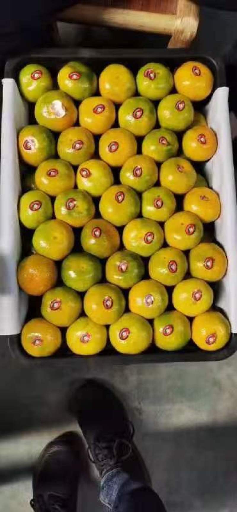 云南大芬蜜橘颜色靓丽果形好无擦伤疤痕个个精选按需分拣打包
