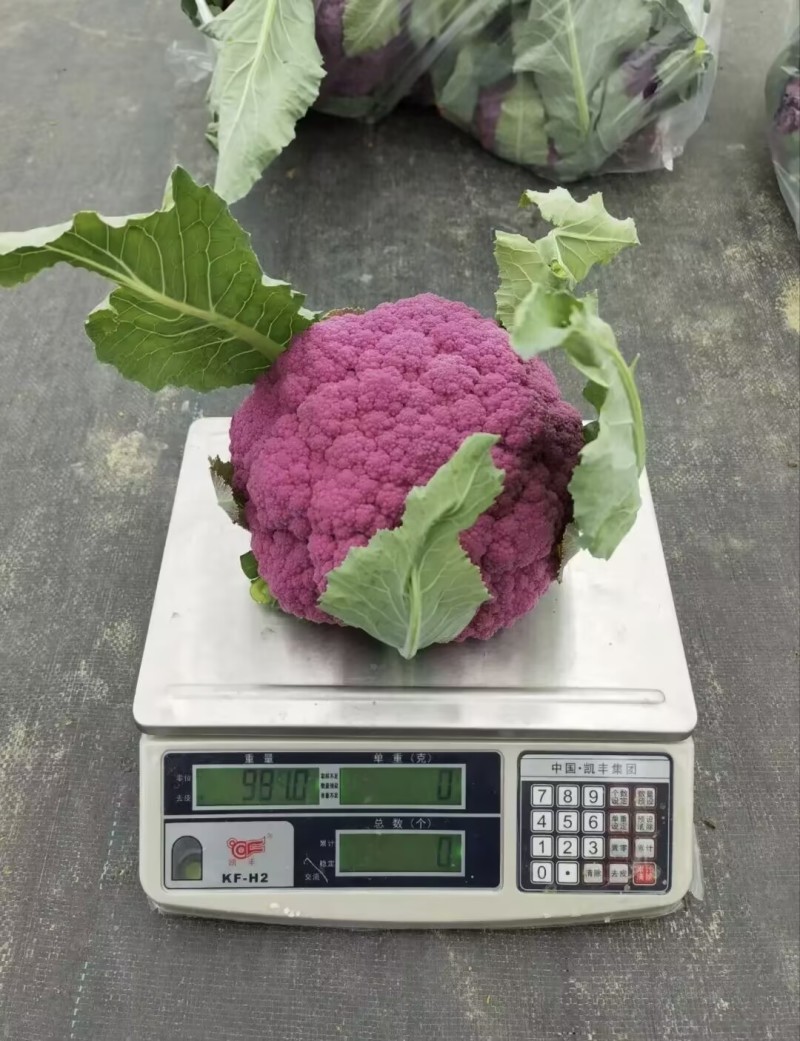 紫色花菜种子65天免盖球露地种植早熟龙紫松花椰菜种子