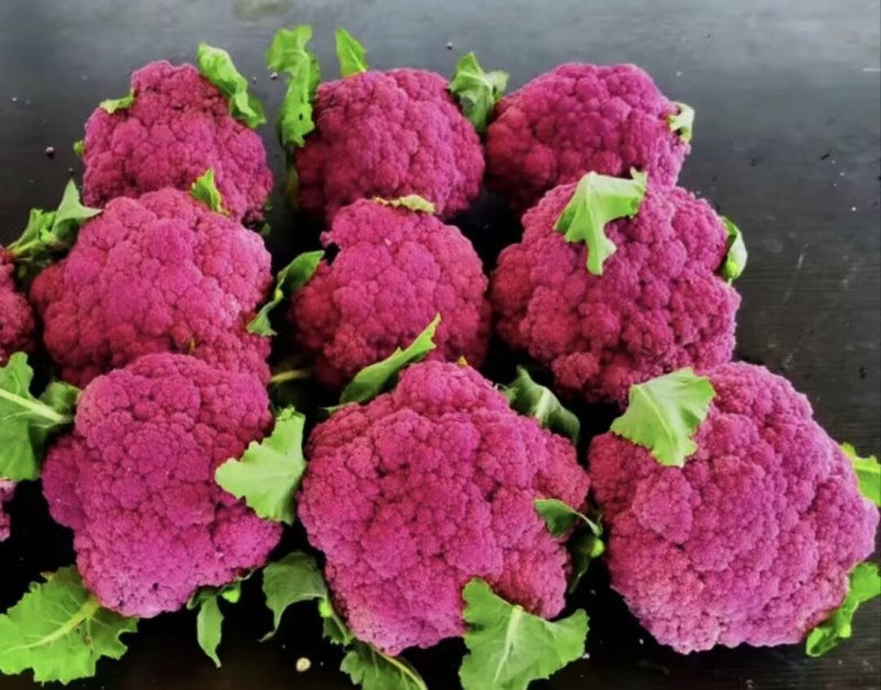 紫色花菜种子65天免盖球露地种植早熟龙紫松花椰菜种子