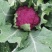 紫色花菜种子65天免盖球露地种植早熟龙紫松花椰菜种子