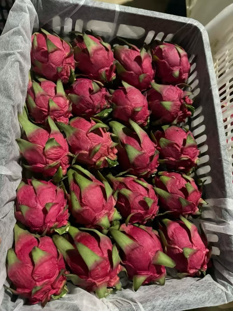 金都火龙果