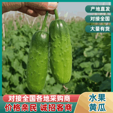 山东寿光水果黄瓜大量上市产地直发对接全国