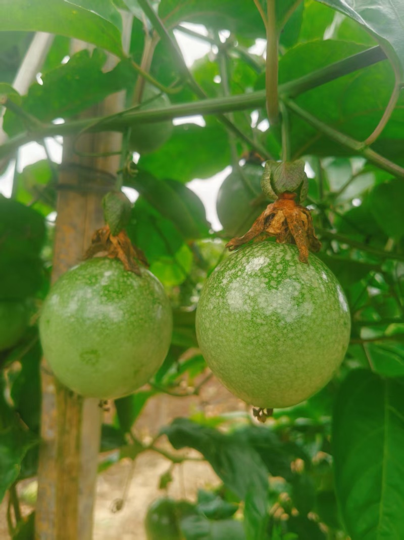 黄金百香果