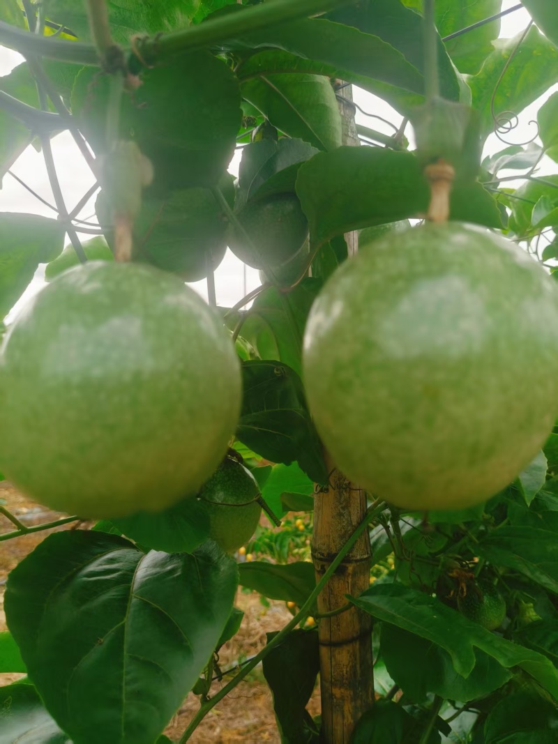 黄金百香果