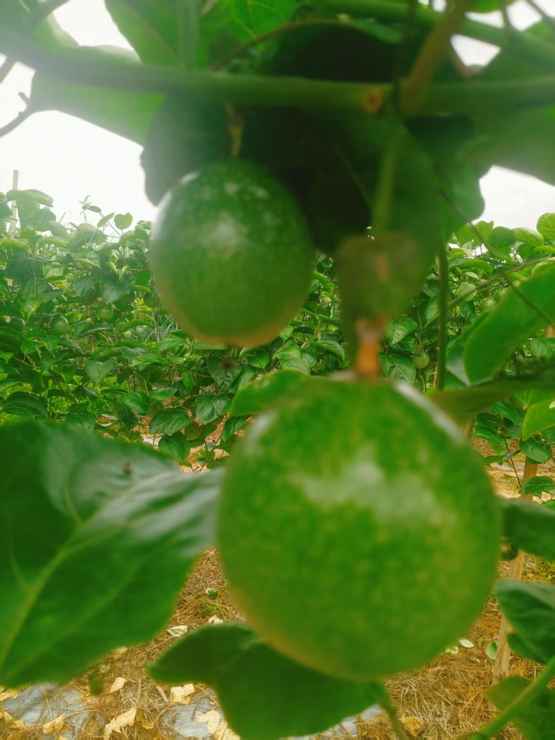 黄金百香果