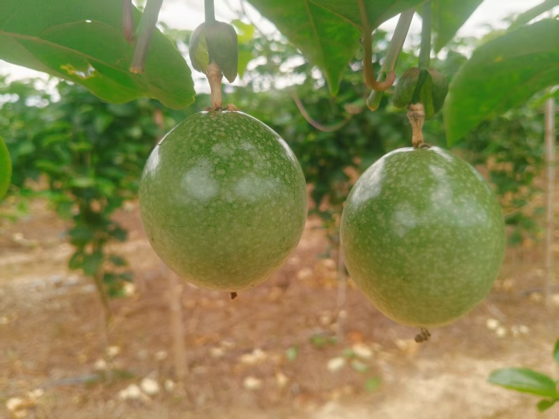 黄金百香果