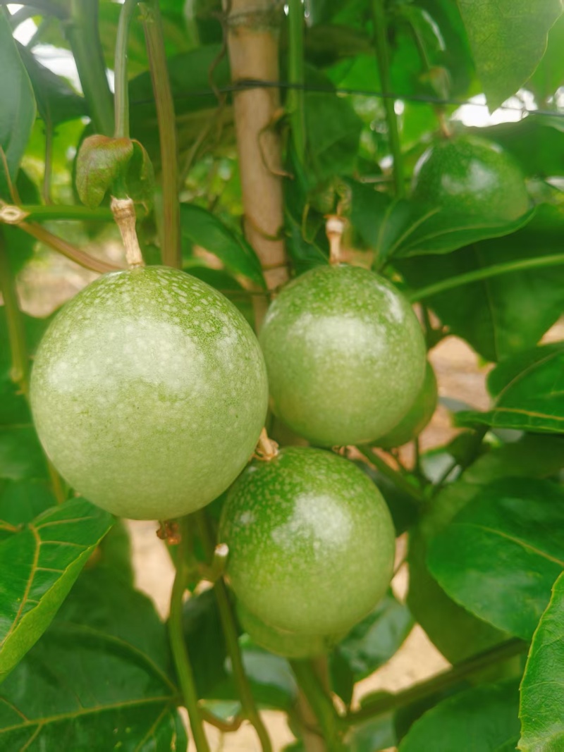 黄金百香果