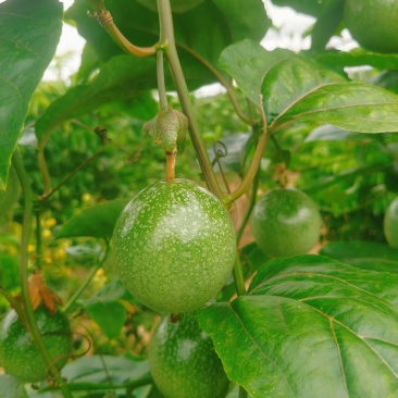 黄金百香果