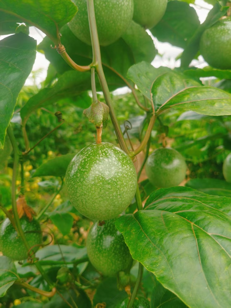 黄金百香果