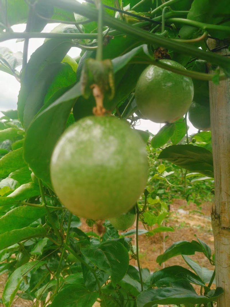 黄金百香果