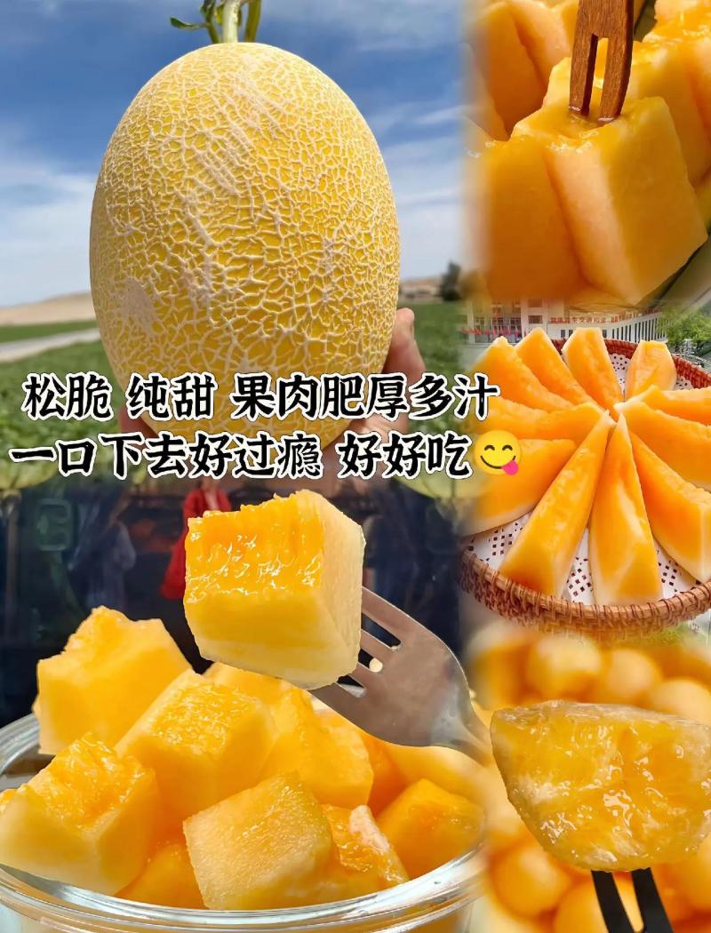 甘肃黄金蜜黄金哈密瓜对接电商市场商超可视频看货