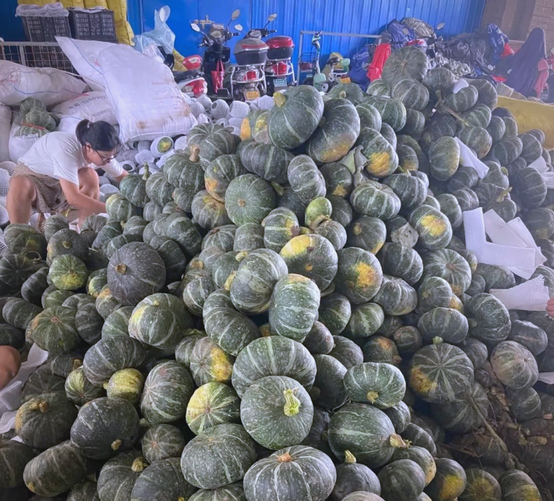 河南南瓜精品板栗南瓜基地一手货源全国发货可视频