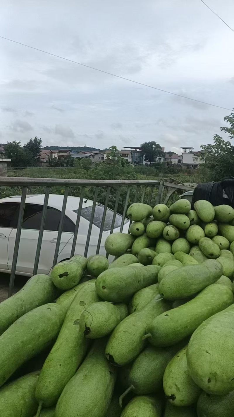 精品米东冬瓜全国发货量大价优一手货源