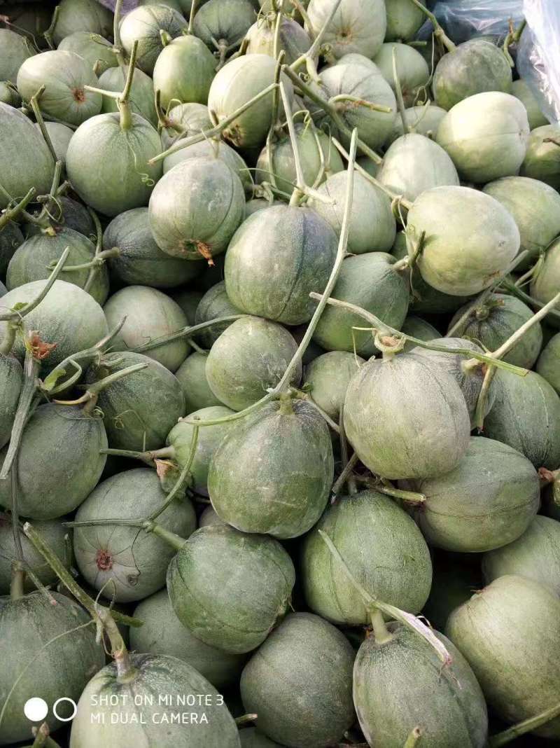 宜昌绿宝甜瓜头茬挂口感脆甜货量大熟度刚好糖分足承接电商商超