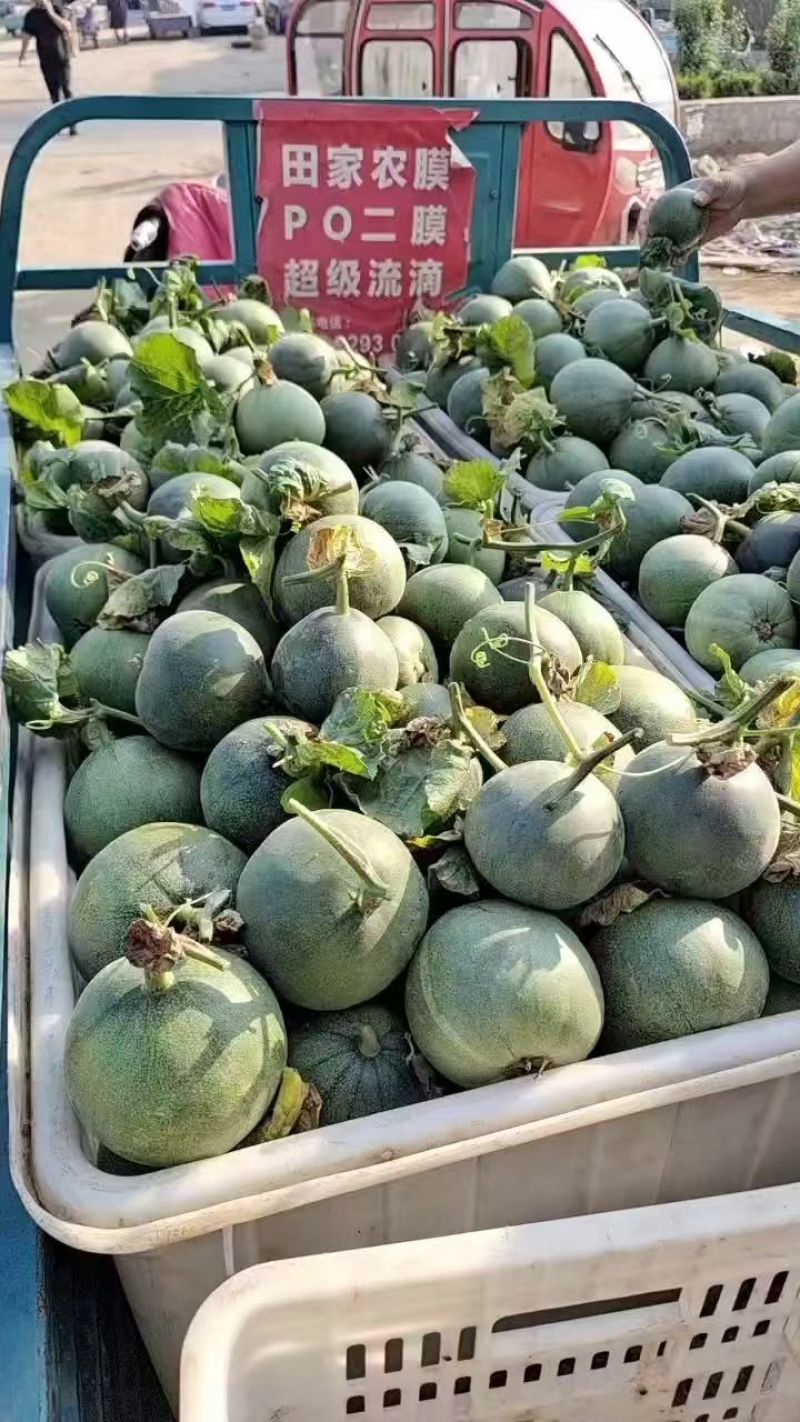 宜昌绿宝甜瓜头茬挂口感脆甜货量大熟度刚好糖分足承接电商商超