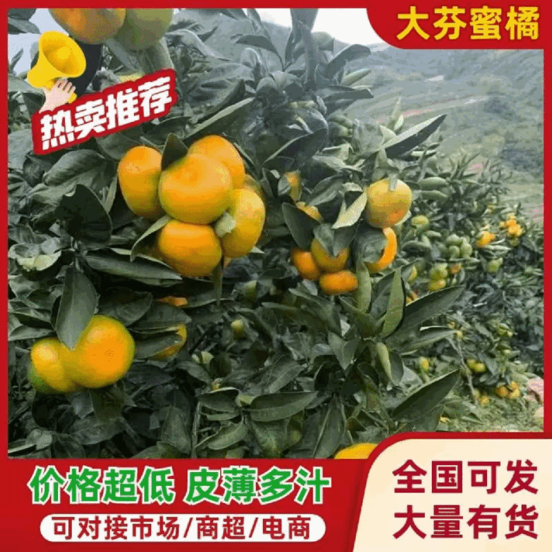 云南大芬蜜橘颜色靓丽果形好无擦伤疤痕个个精选按需分拣打包