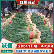 红根蒜苗产地直发量大从优可对接全国电商市场档口商超等