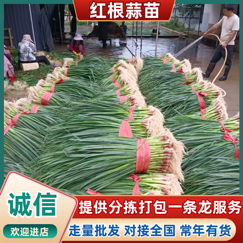 红根蒜苗产地直发量大从优可对接全国电商市场档口商超等