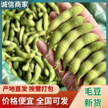 云南曲靖本地新鲜毛豆大量上市欢迎老板来电可对接全国电商
