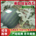 嘉宝瓜打标中，十三四斤漂亮货！现摘现发，量大从优