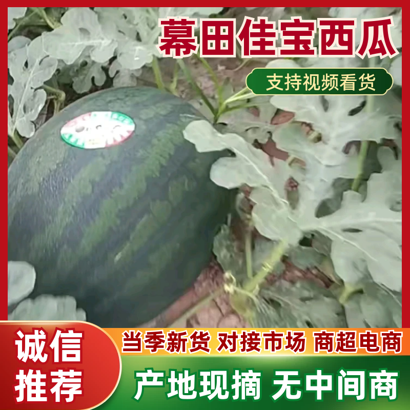 嘉宝瓜打标中，十三四斤漂亮货！现摘现发，量大从优