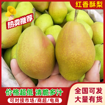 陕西精品红香酥梨《产地直供》货源充足诚信报价一条龙服务