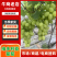 【精品】渭南维多利亚葡萄/物美价廉/维多利亚葡萄大量上市