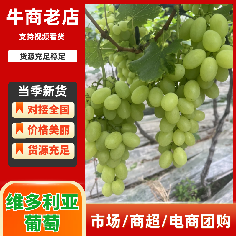 【精品】渭南维多利亚葡萄/物美价廉/维多利亚葡萄大量上市