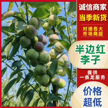 半边红李子宜宾屏山和云南绥江对接各电商平台市场，外贸出口