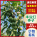 半边红李子宜宾屏山和云南绥江对接各电商平台市场，外贸出口