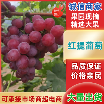 红提葡萄颗粒饱满保质保量全国发货代发代办全国
