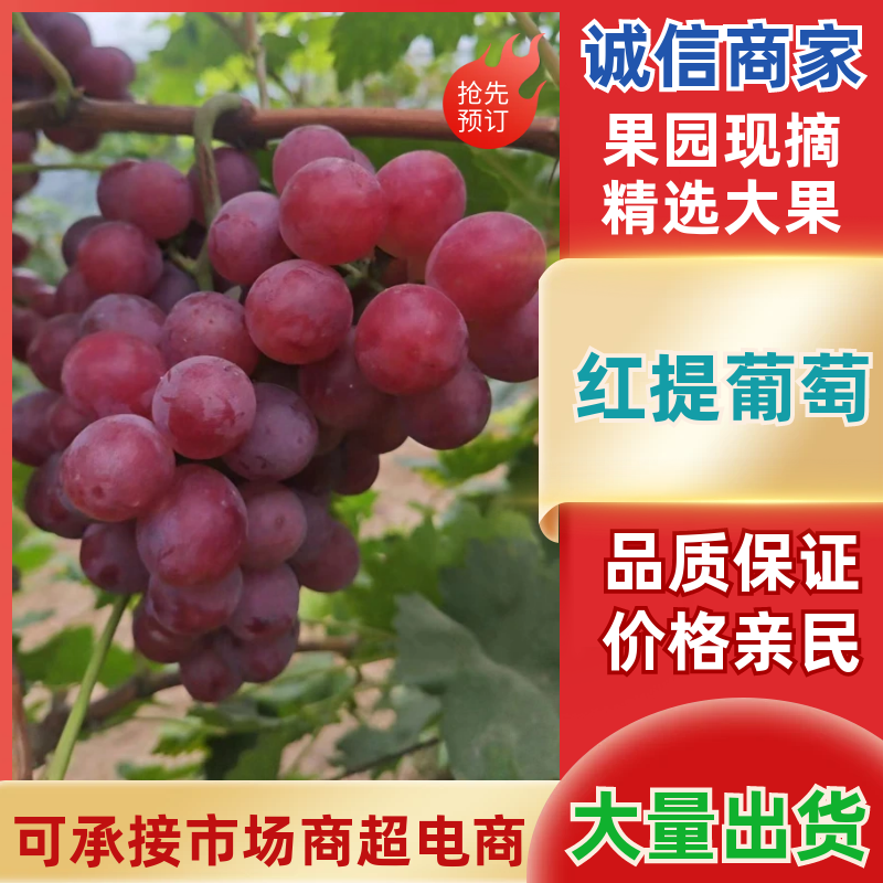 红提葡萄颗粒饱满保质保量全国发货代发代办全国
