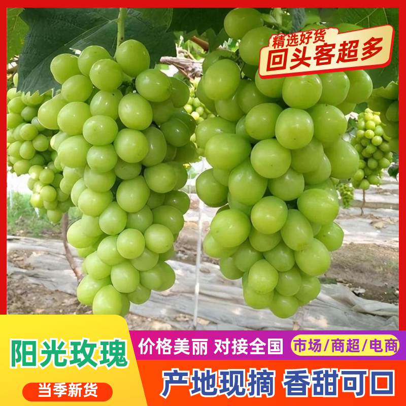【精品葡萄】陕西渭南大荔县阳光玫瑰葡萄大量上市基地直供