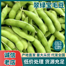 云南曲靖本地精品毛豆产地直发量大从优品质保障可对接全国