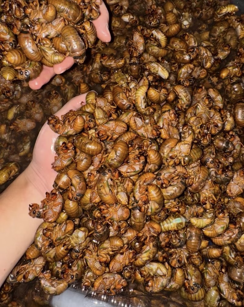 【山东金蝉】山东蝉蛹/个头大/一件代发新鲜日供应1万单