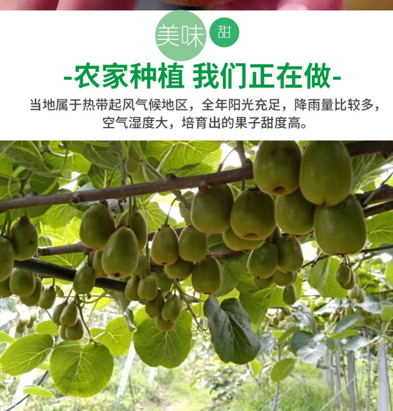 一件代发四川蒲江红心猕猴桃奇异果供应电商各大平台直播等