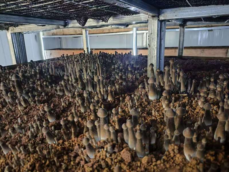 黑皮鸡枞菌种预订购买厂家直销整车发货支持看现场
