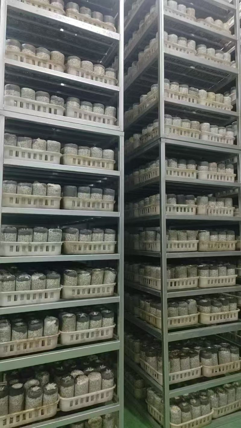 黑皮鸡枞菌种预订购买厂家直销整车发货支持看现场