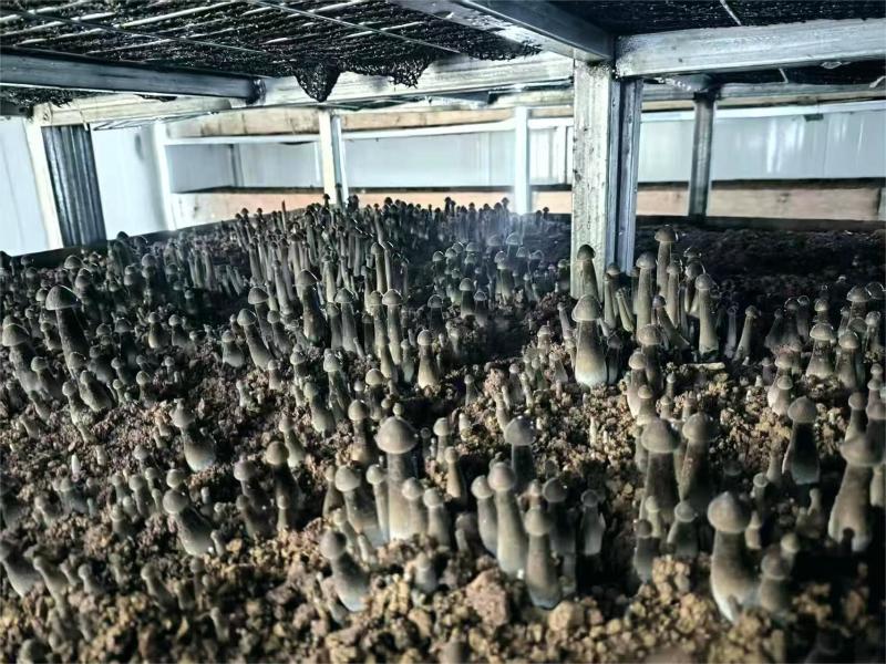 黑皮鸡枞菌种预订购买厂家直销整车发货支持看现场
