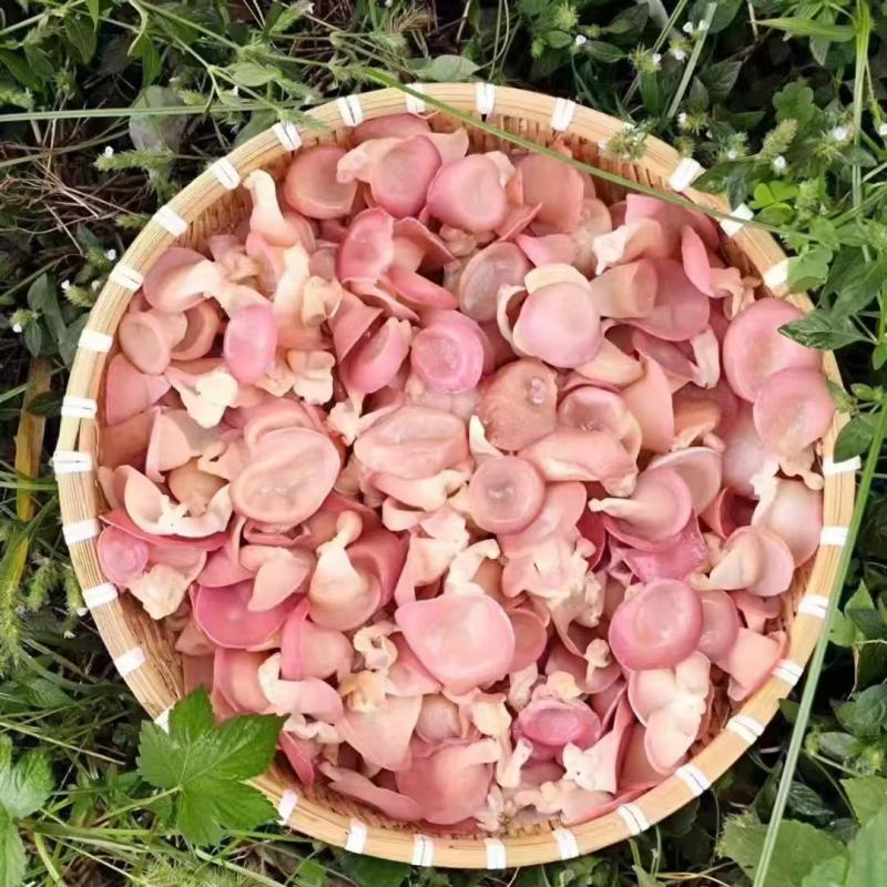 优质粉木耳菌包/贵妃木耳菌包/方舱出菇包