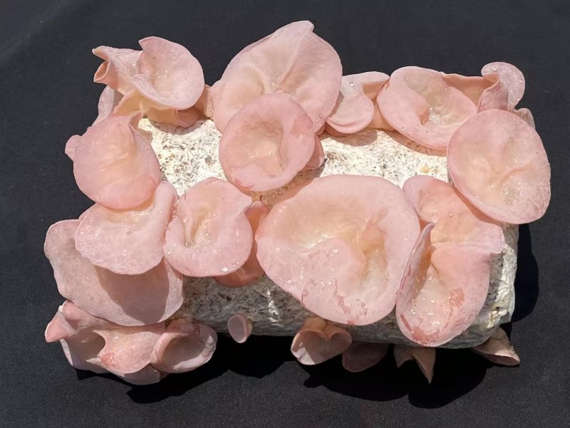 优质粉木耳菌包/贵妃木耳菌包/方舱出菇包